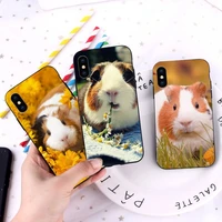 guinea pig phone case for iphone 12 11 13 7 8 6 s plus x xs xr pro max mini shell