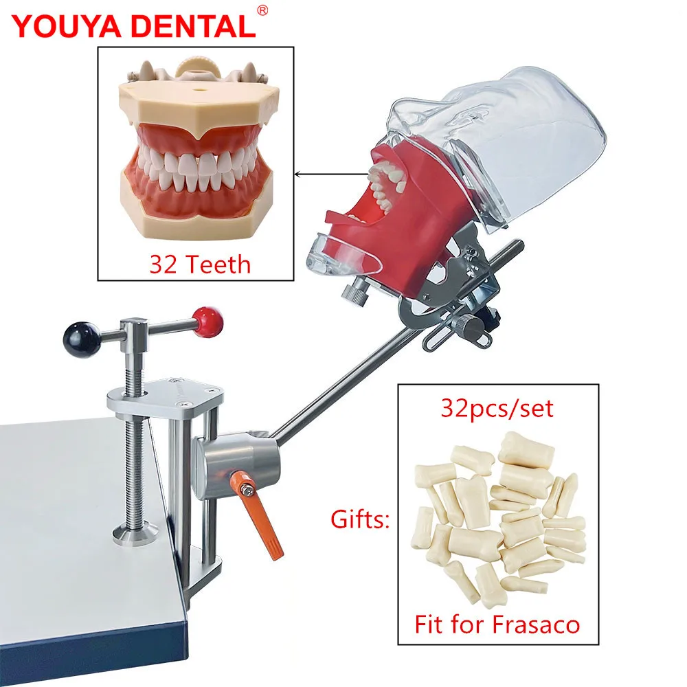 

Простой стоматологический симулятор, модель головы, 32 зуба, подходит для фраксако-стоматологии, обучающий манекен, набор для обучения