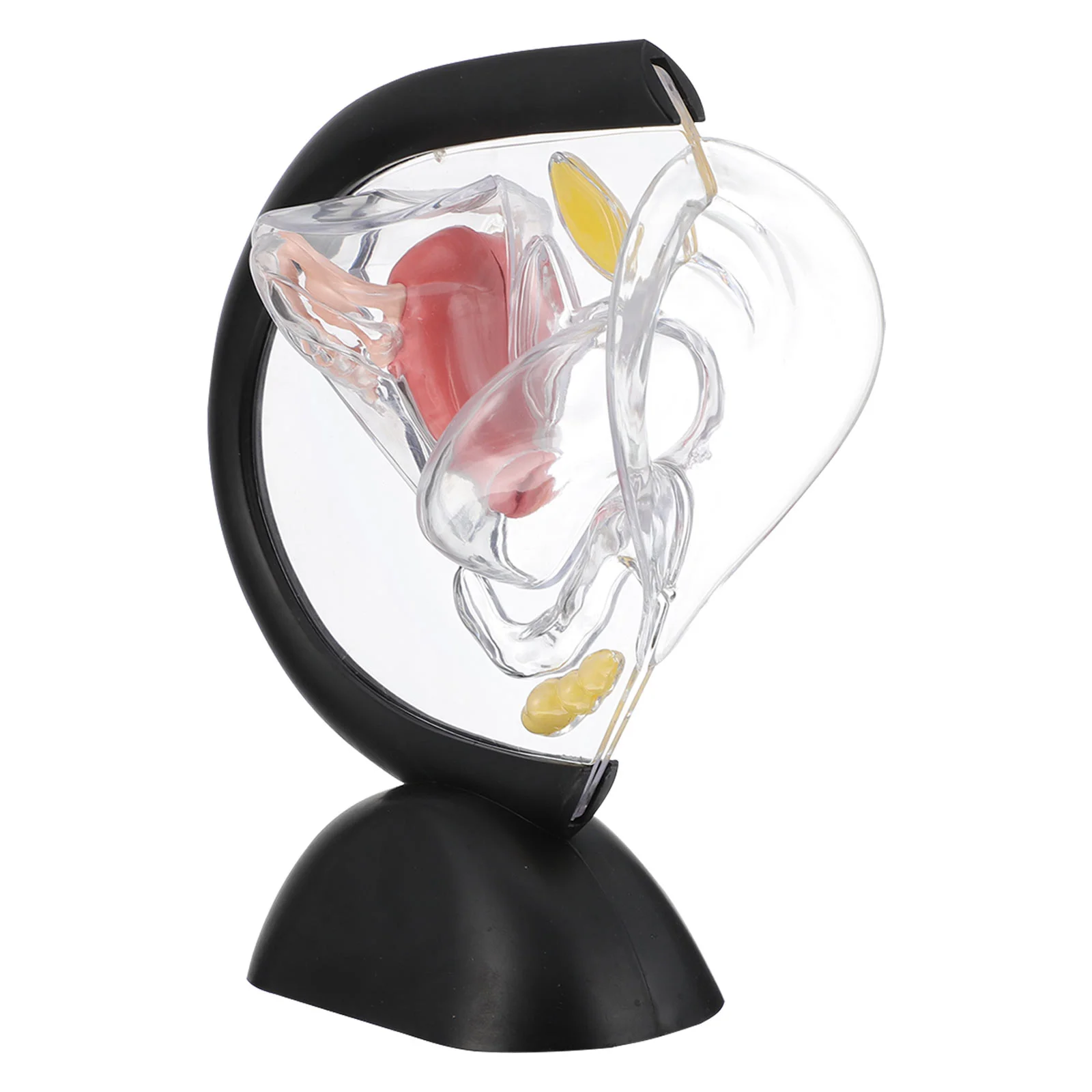 

Transparent Uterus Model Wall Female Reproductive Organ Medical Training Teaching Supply
