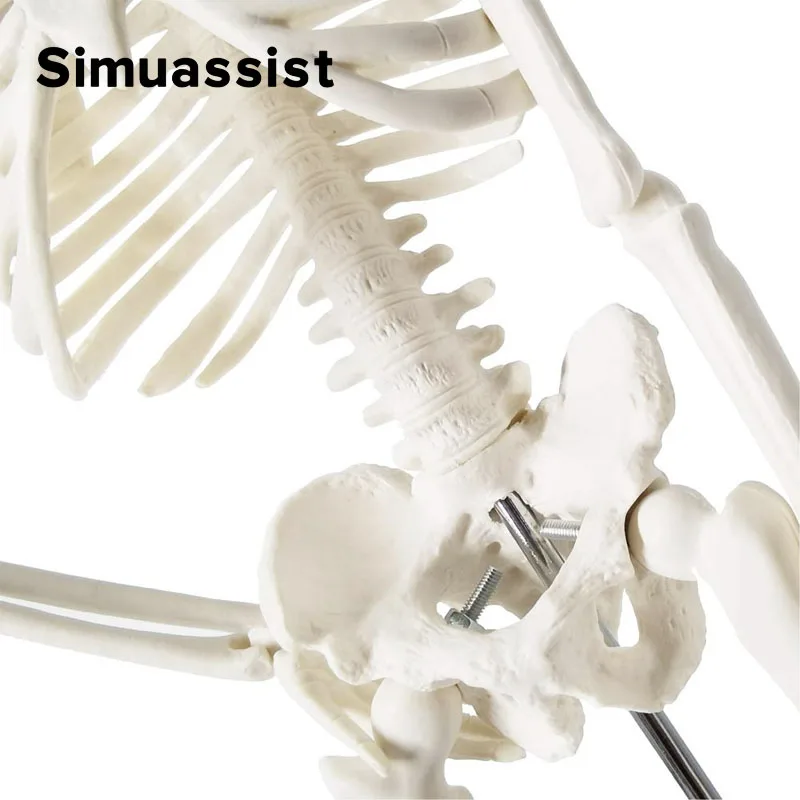 Анатомическая модель человеческого скелета