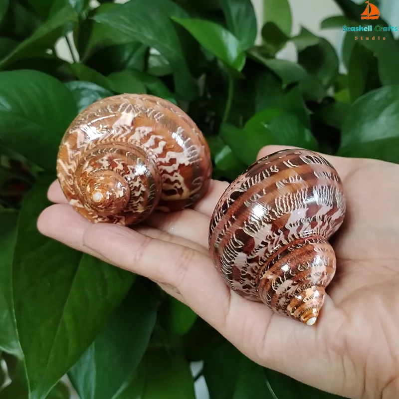 

2 штуки натуральных раковин Petholatus Turbo коричневого цвета