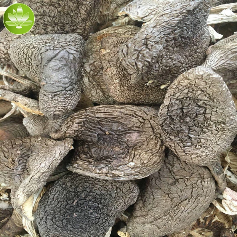 

Amanita Caesarer,Termitomyces Albuminosus,Collybia Albuminosa,Amanita Caesarea,Termite Mushroom,Wild Edible Fungi Powder