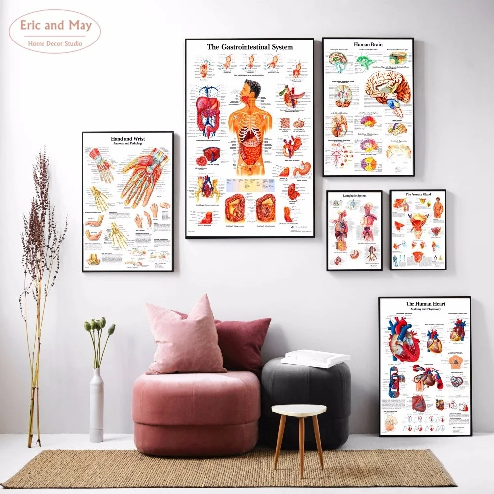 

Human Body Anatomy Canvas Art Print Painting Poster Wall Pictures For Home Decorative Hospital Decor No Frame Picture