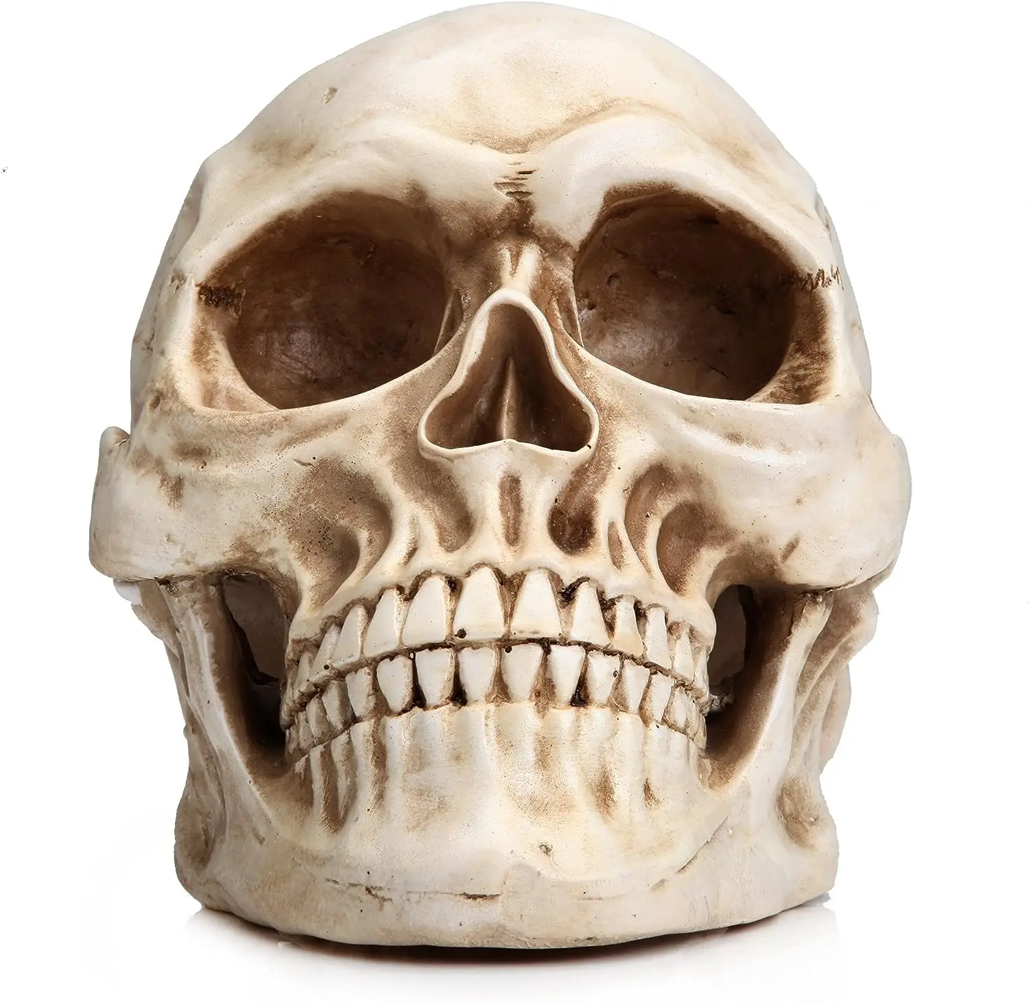 Bone head. Человеческий череп модель. Человеческий череп с клыками.