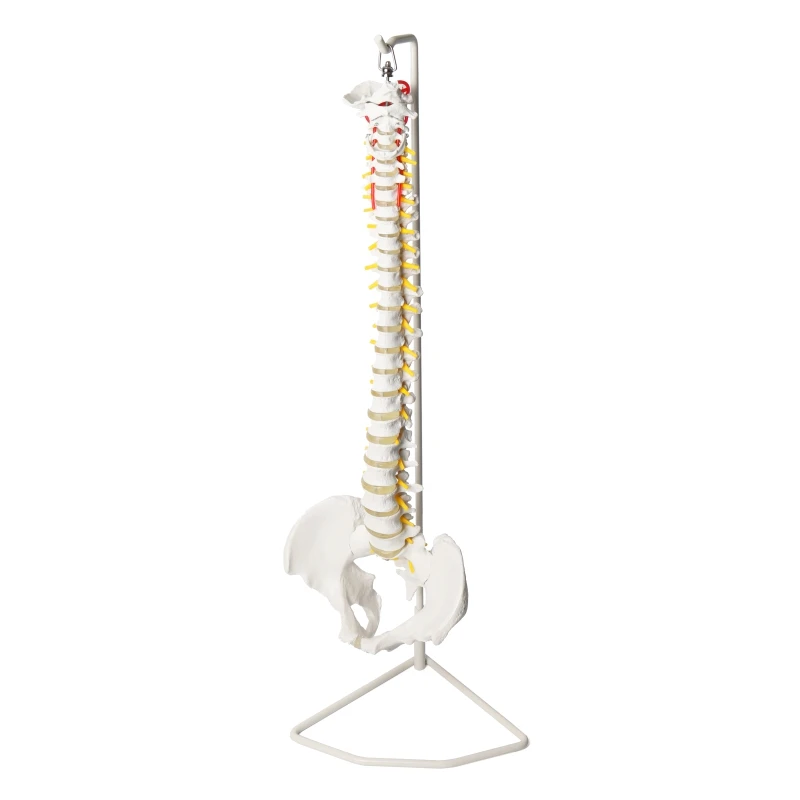 Human Life Size Spine Anatomical Model, 85cm Vertebral Column Model with Pelvis