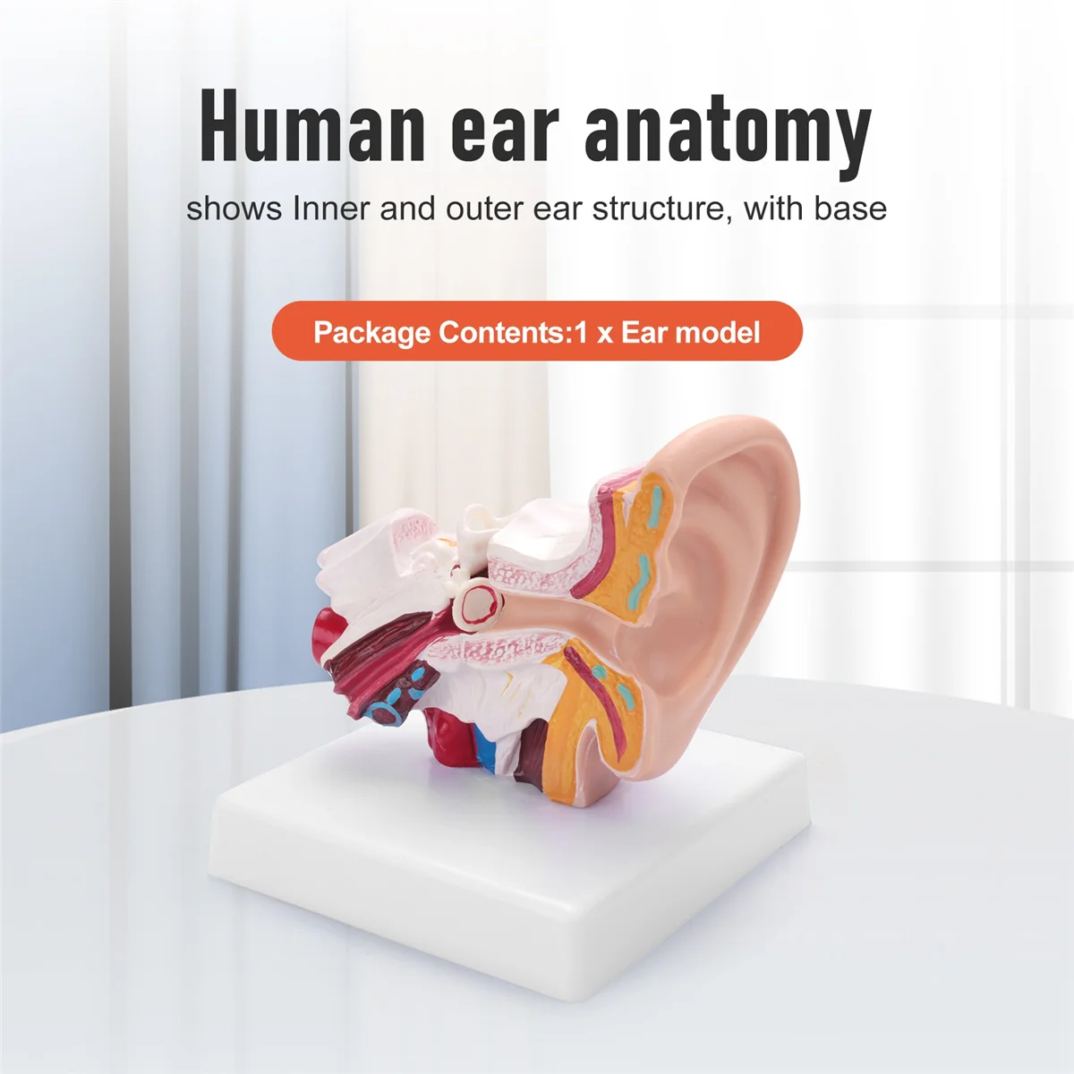 Рисунок 5 - 1,5 моделей анатомии ушей человека