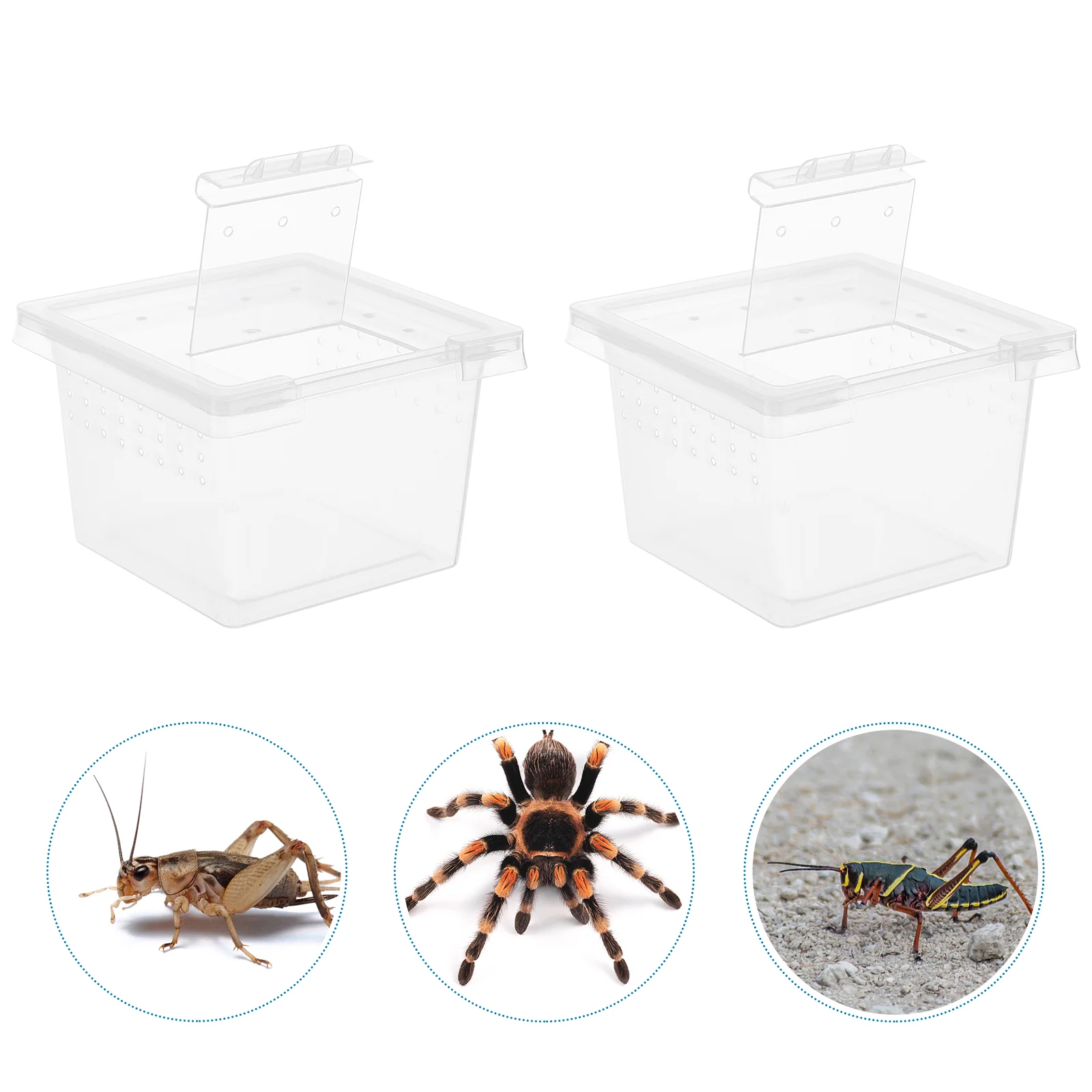 

100 Pcs Pet Feeding Box Reptile Insect Breeding Container Gecko Transparent Cage Pp Lizard