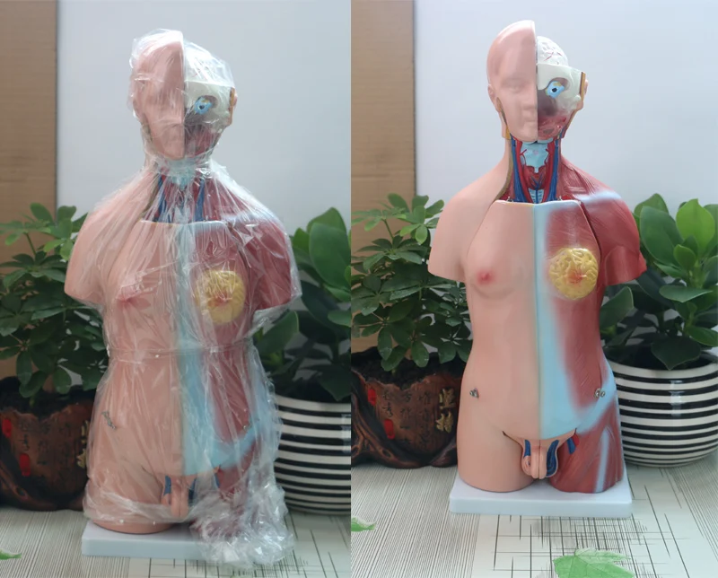 

45cm 23 Bisexual Torso Models