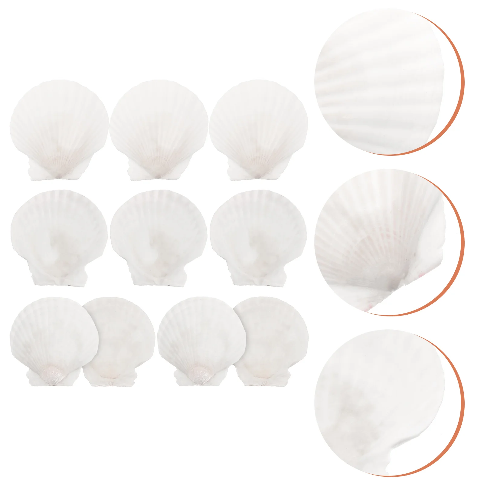 

Shell Shellscrafts Seashells Natural Scallops Decor Tanknautical Sea Conch Ornament Diy Christmas Scallop Decorations Adornment