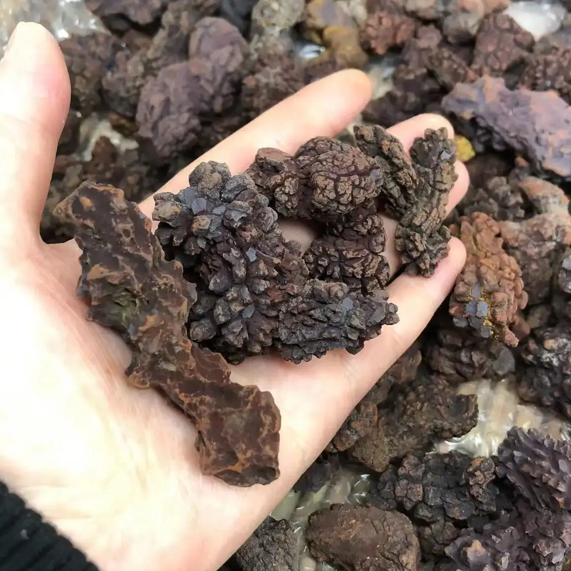 Фото 1 кг COPROLITE окаменелостированный образец какашек динозавра ископаемый Мадагаскар №1