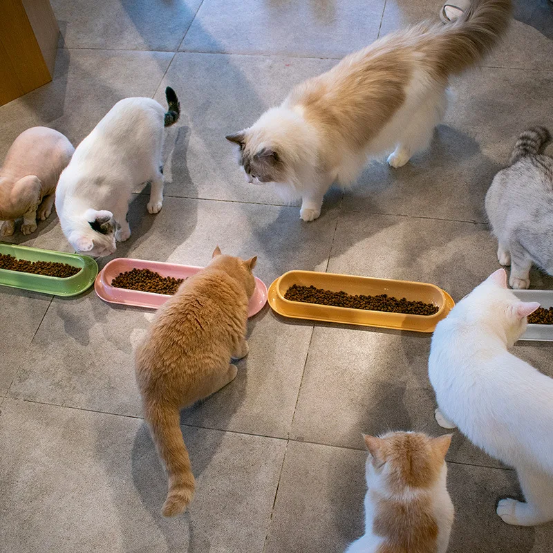 

Durable PP Cat Bowl, 34.5cm Multiple Pet Food Feeder Suitable for Many Cats, Cattery, 15 Degree Neck Protect Non-Slip Bottom