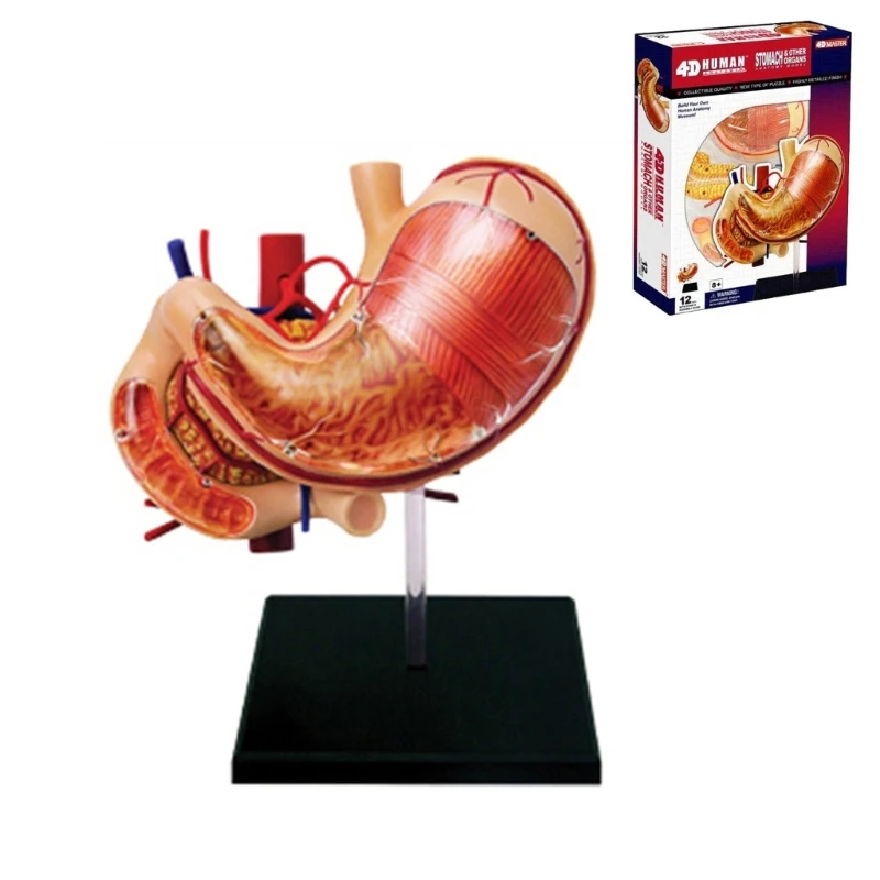

Human Stomach Organs Model Mini Body Parts Anatomical Gastric Model Science School Teaching Tool for Kids Students