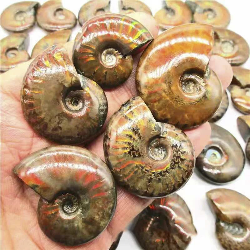 

1PC Natural Crystal Ammonite Fossil Mineral Rough Conch Nautilus Emerald Snail Fine Mineral Specimen Fine Diy Pendant Decoration