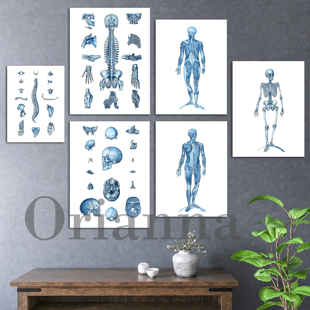 

Anatomy Skeleton Structure Print Muscular System Poster Medical Art Chiropractic Clinic Decor Orthopedic Gift Surgeon Office