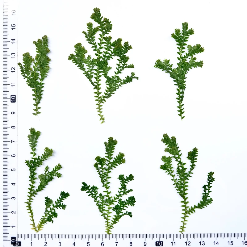 

Натуральный папоротник Селагинелла 6 шт., NYAConfetti