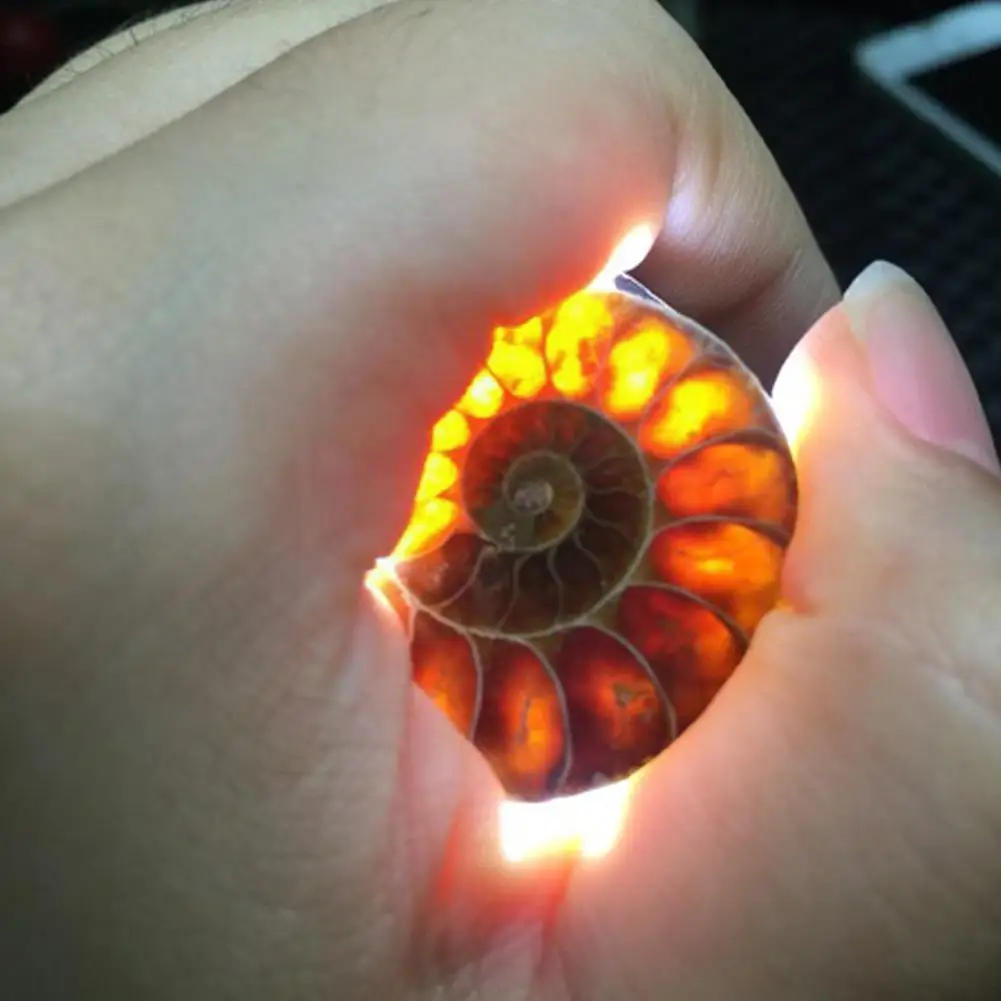 

Split Ammonite Specimen Healing Decoration Minerals Small Natural Madagascar Stones Conch S And B3m1