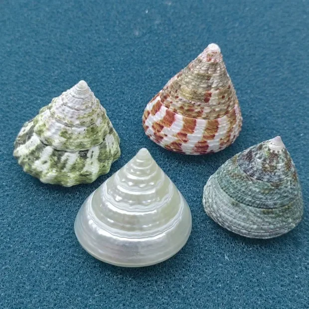 Натуральная сказочная раковина императора апельсиновая башня улитка Морская