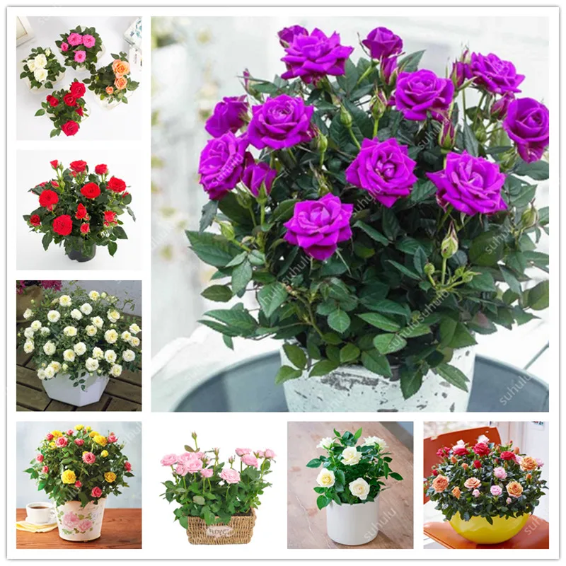 

150 шт., Ароматические Цветы