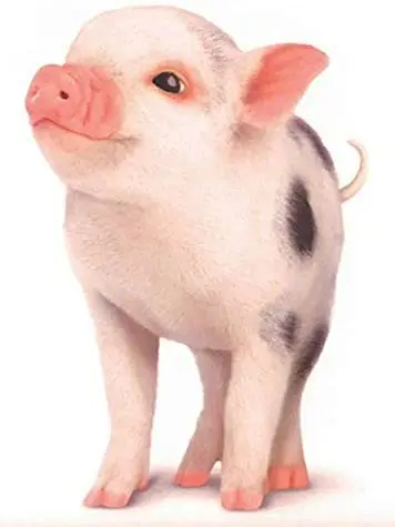 

Pig Piglet Cute Decor Wall Print PosterTin Sign