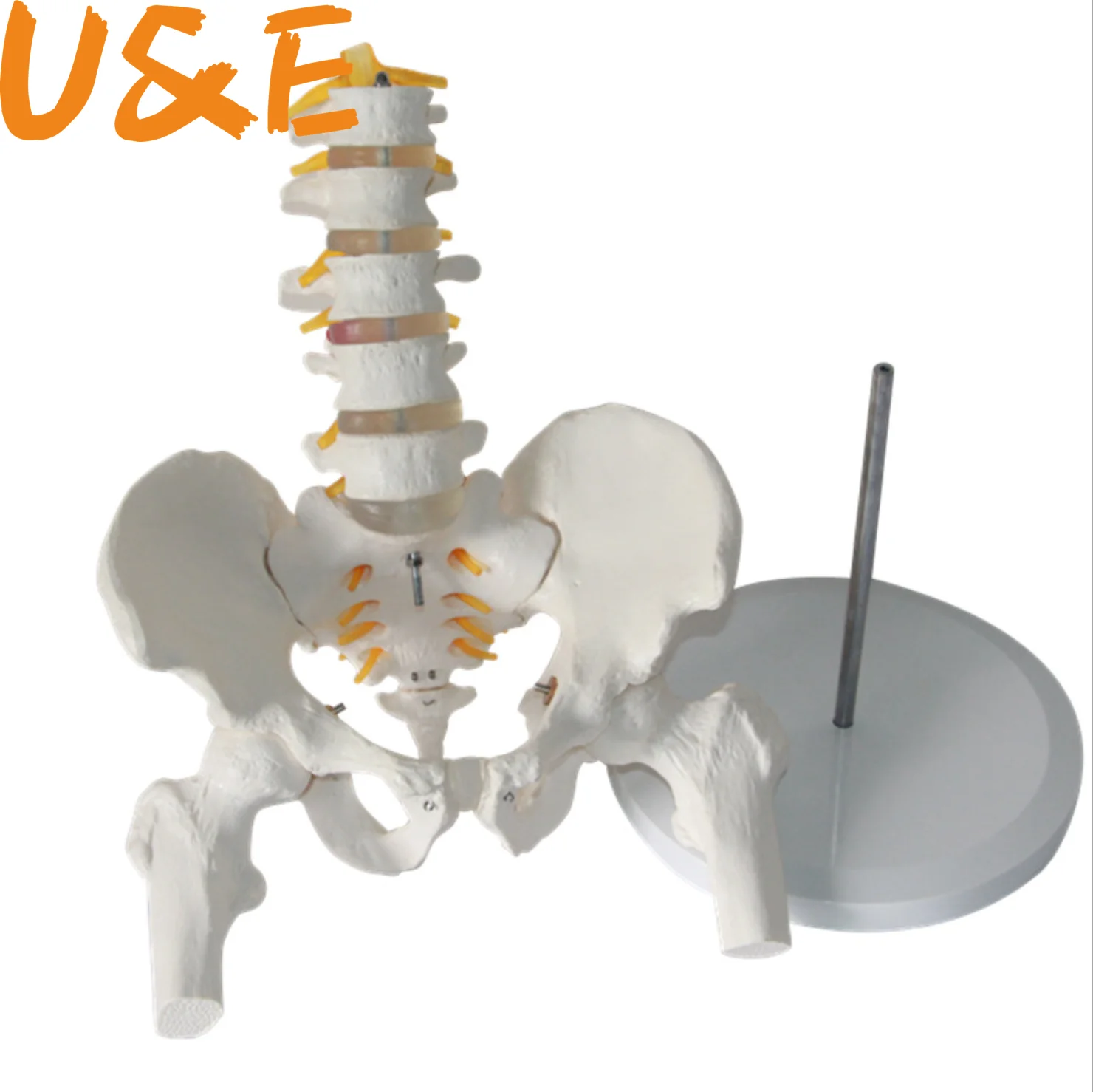 

2019 NEW 45cm Flexible Human Spinal Column Vertebral Lumbar Curve Anatomical Model Anatomy Spine Medical Teaching Tool