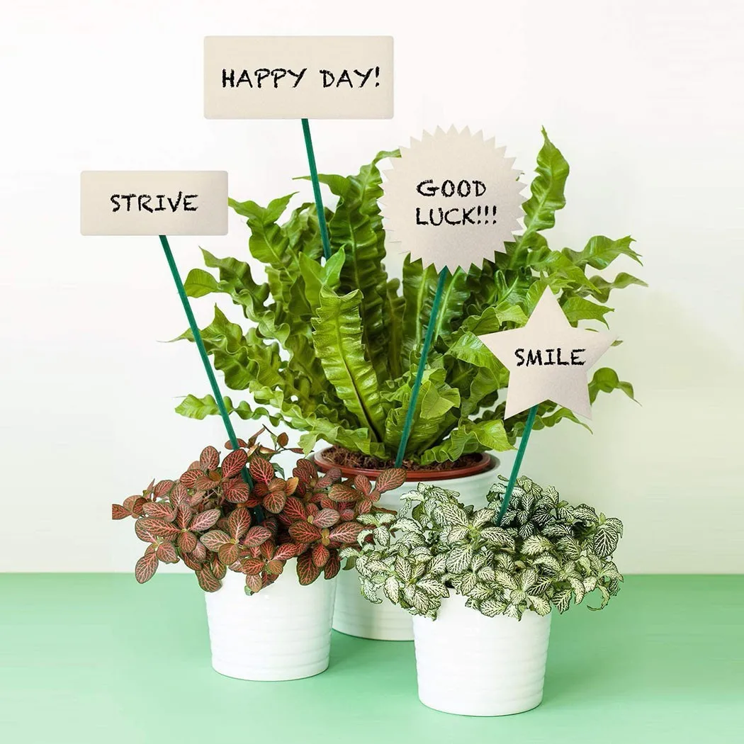 

40cm Green Plant Climbing Support Sticks Canes For Flowers Garden Climbing Plants Vines And Creepers Wholesale