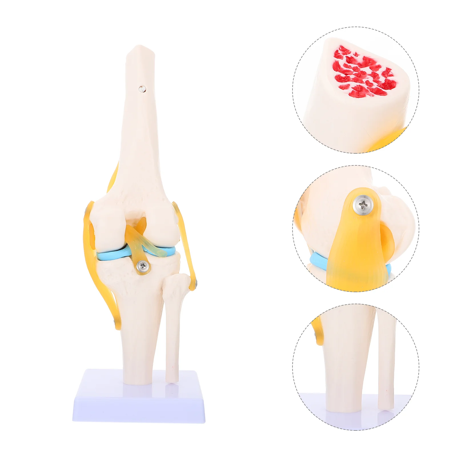 

Knee Model Joint Life Size Mannequin Real Person Teaching Pvc Human Medical Anatomy Simulation Body Anatomia