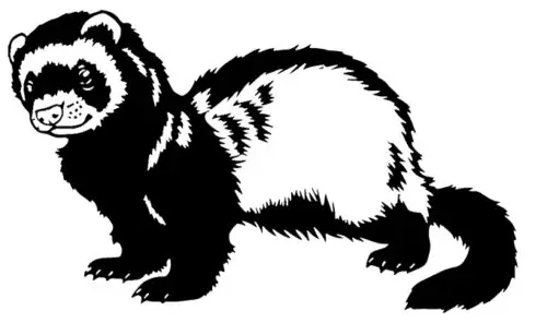 

Ferret Animal Pet Room Dining quote Wall Sticker Kids Decal Mural Girl Boy Room Decor Removable