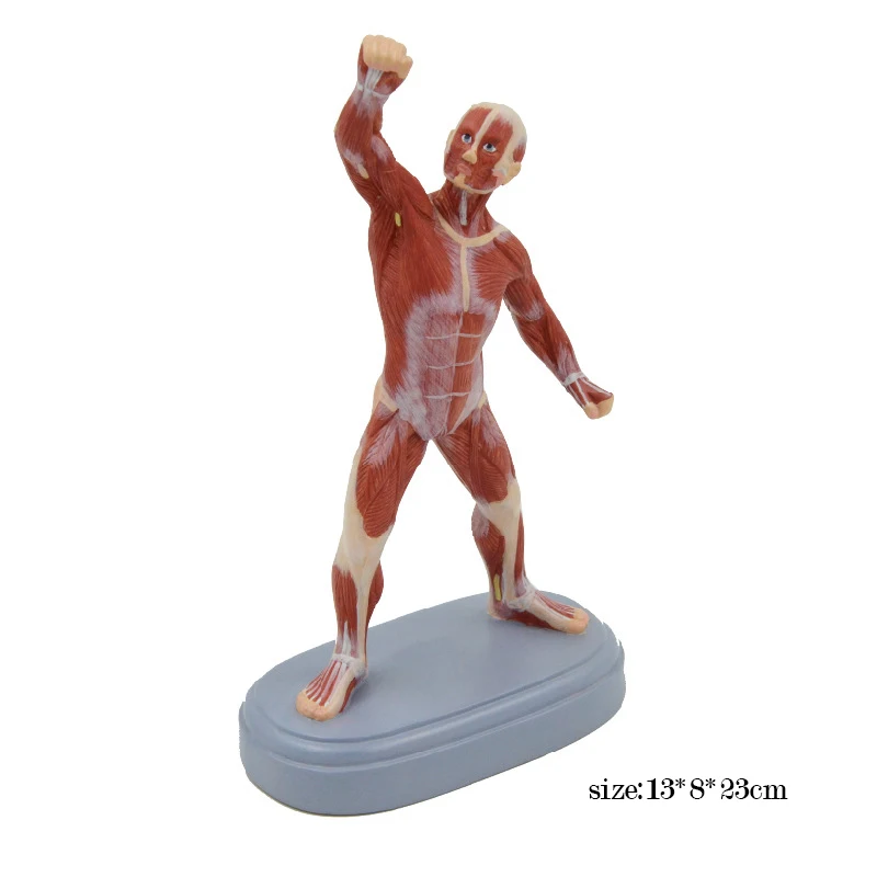 21CM Human Muscle Model Muscular Figure Anatomical Tool Educational Equipment Teaching Resources Medical Gift