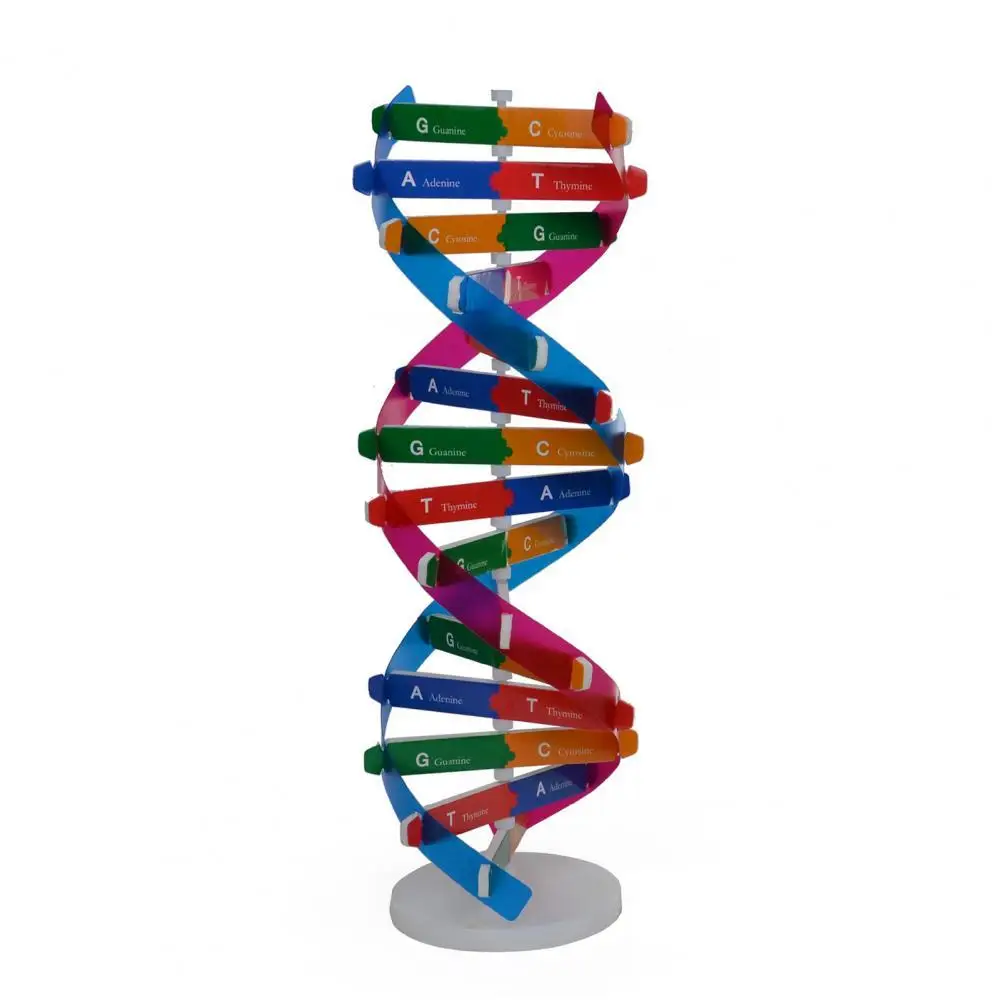 

DNA Models Double Helix Structure Teaching Toy ABS Double Helix DIY Human Genes for Biological Science