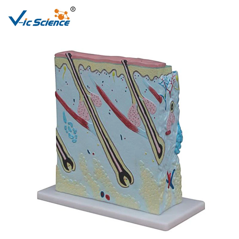 Усовершенствованная модель увеличенной кожи с анатомией ПВХ для обучения