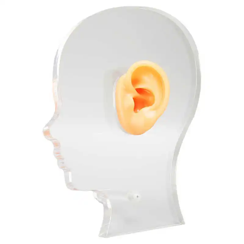

Ear Display Mould Flexible Silicone Waterproof Lifelike Ear Model Professional for Hospital for Earrings