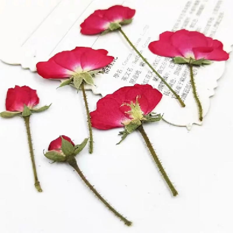 60Pcs Dried Flower Pressed Rose Plant Herbarium for Making Craft Diy Epoxy Resin Pendant Necklace Bookmark Postcard Accessories |