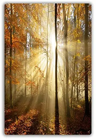 

Metal Sign Autumn Forest Illuminated by Sunbeams Through Fog Leafs Changing Colour Modern Wall Art