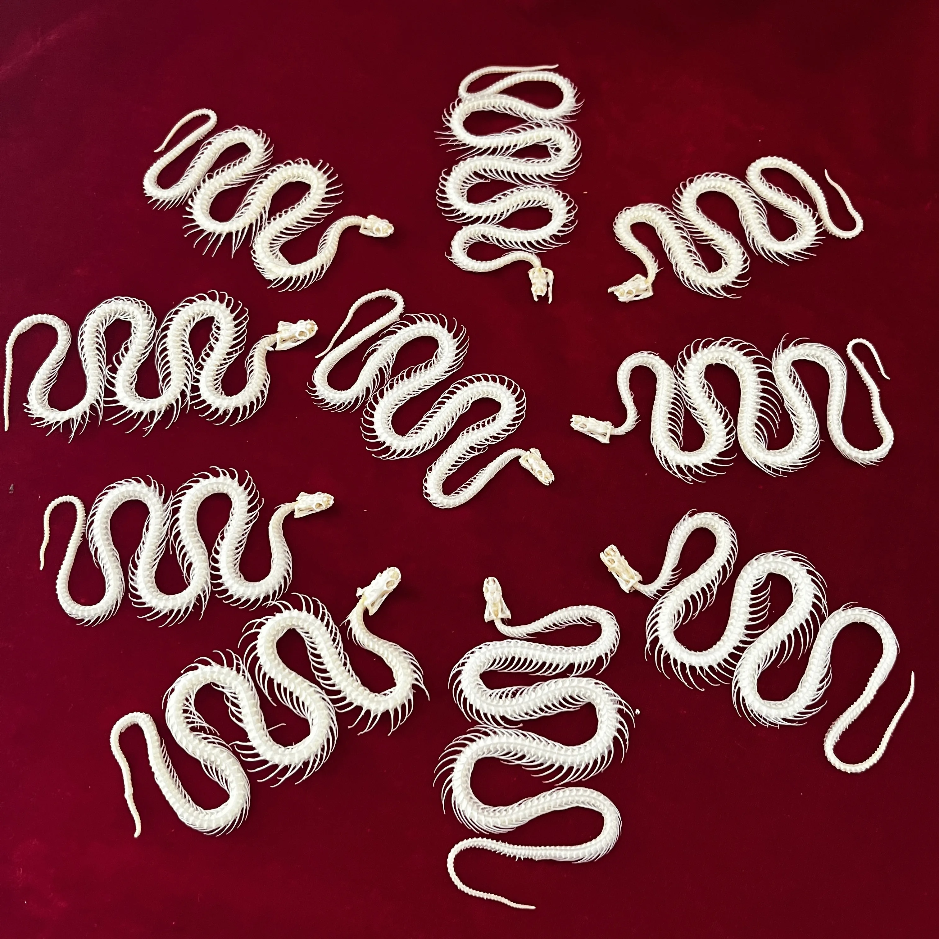 

1/2/3/5/10 шт., настоящая змеиная кость