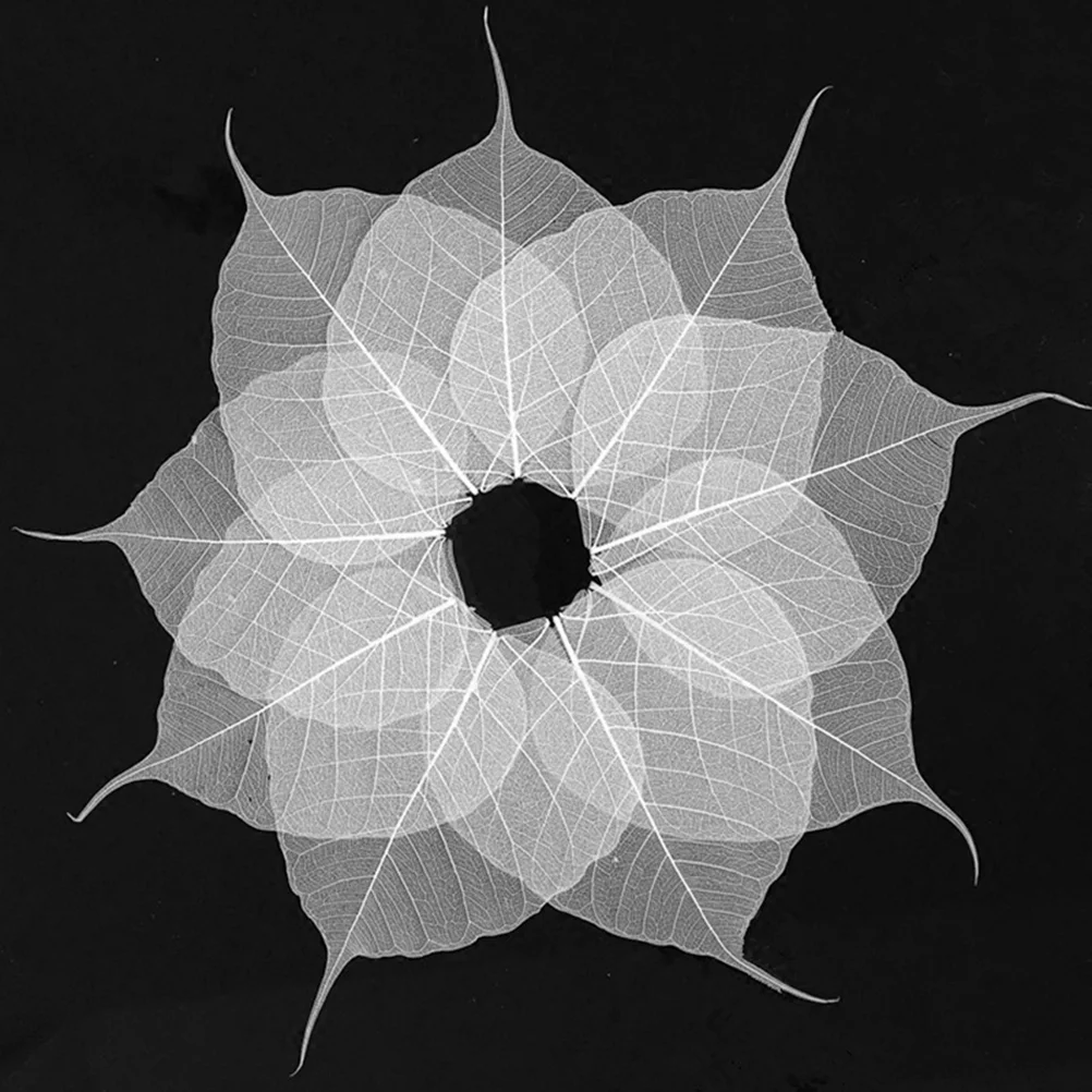 

20 шт., засушенные цветы липового дерева