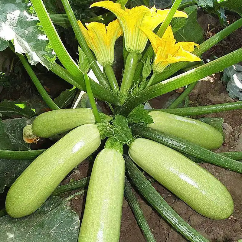 

zucchini loofah bean Pumpkin Onion Broccoli Cucumber Eggplant Pepper Cabbage Shallot Carrot Tomato Lettuce Chinese Cabbage Chili