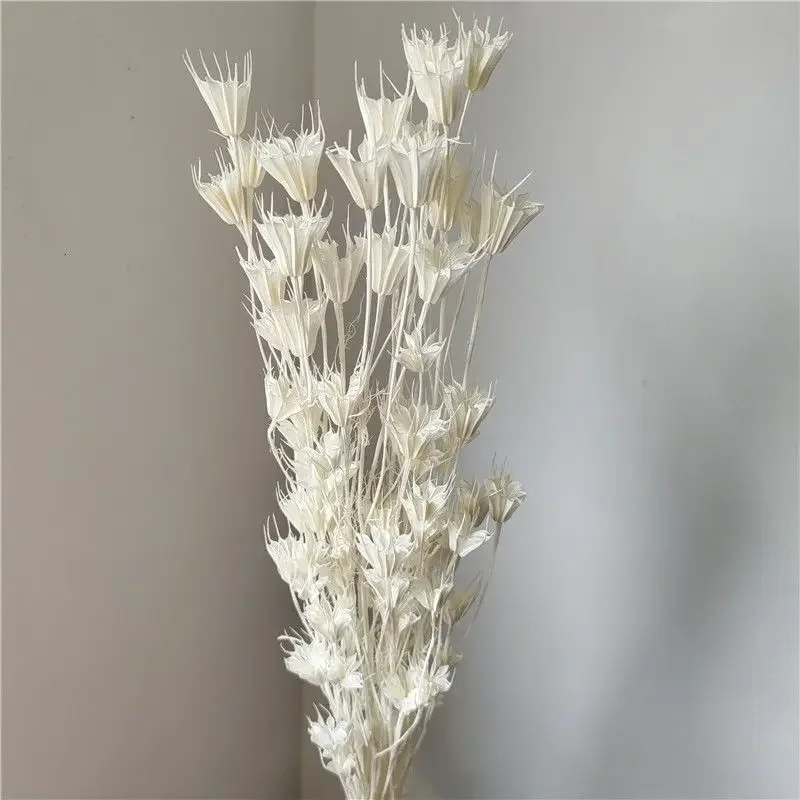 Очаровательный цветок аниса. Натуральные сушеные цветы: идеально подходят для