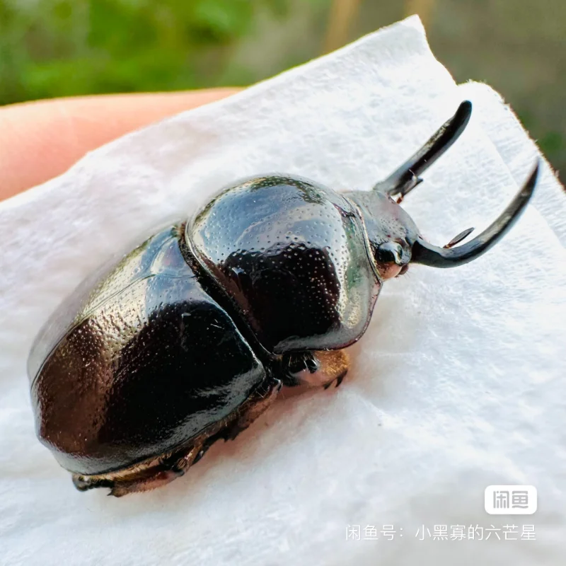 

Didrepanephorus yunnana clermonti A1 Specimen Real Beetle Steam Insect Photography Collection Natural Gift home decor