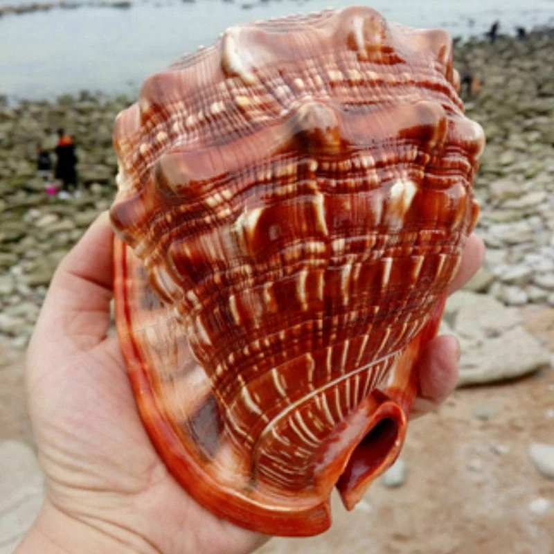 Натуральный горшок быка шлем ракушка Коралловая морская улитка Аквариум