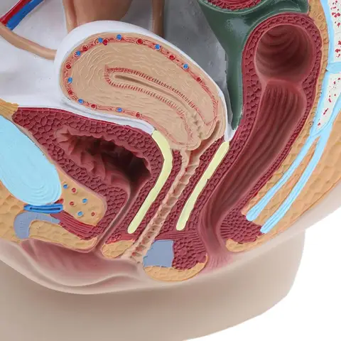 BMW kapotidagi jinsiy aloqa
