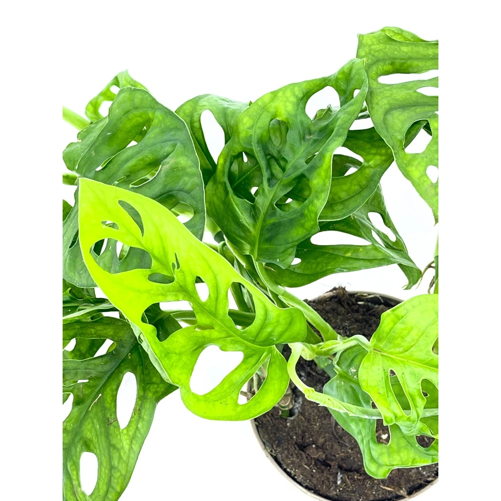 Монстера адансони в пластиковом кашпо с дренажной системой полива Эви VipSet 1 5л