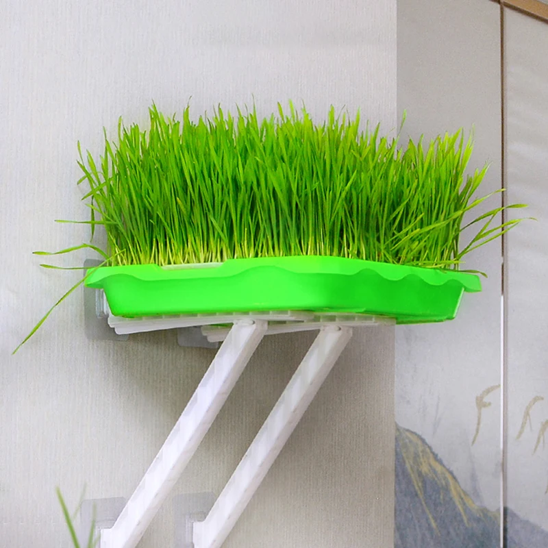 1/2 шт. блюдо для выращивания ростков горшок гидропонных овощных бобов посева