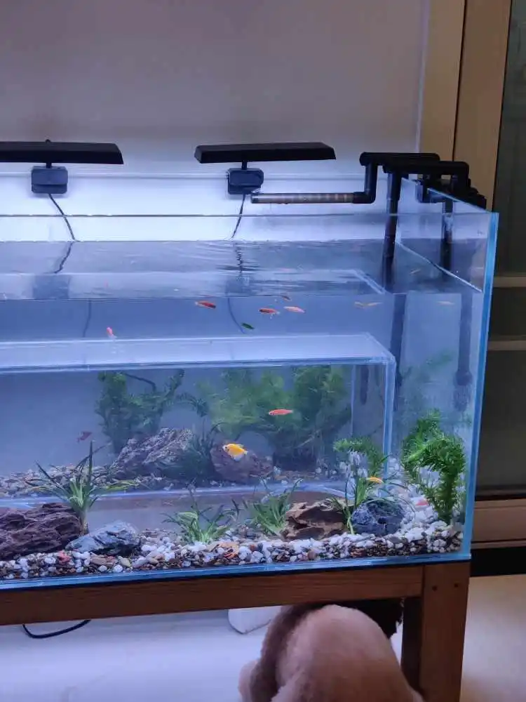 Кошка для просмотра аквариума Алмазное оглядовое стекло Cat Fish