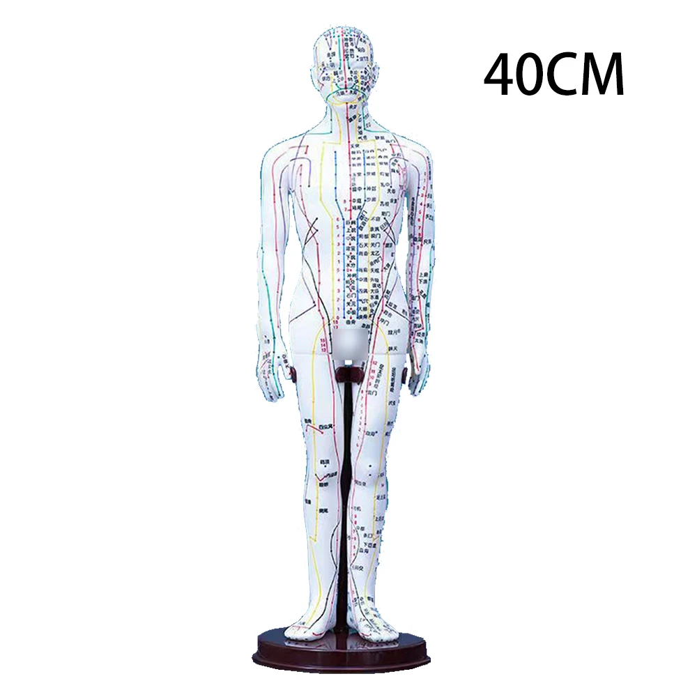 

Акупунктурная модель человеческого тела 40 см/52 см