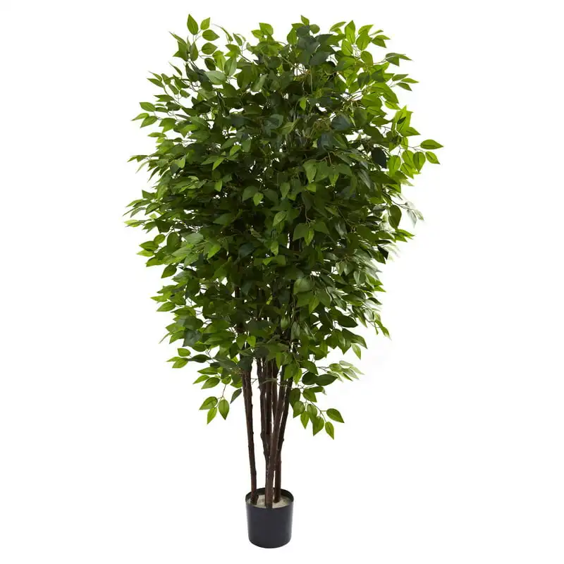 

Ficus Tree