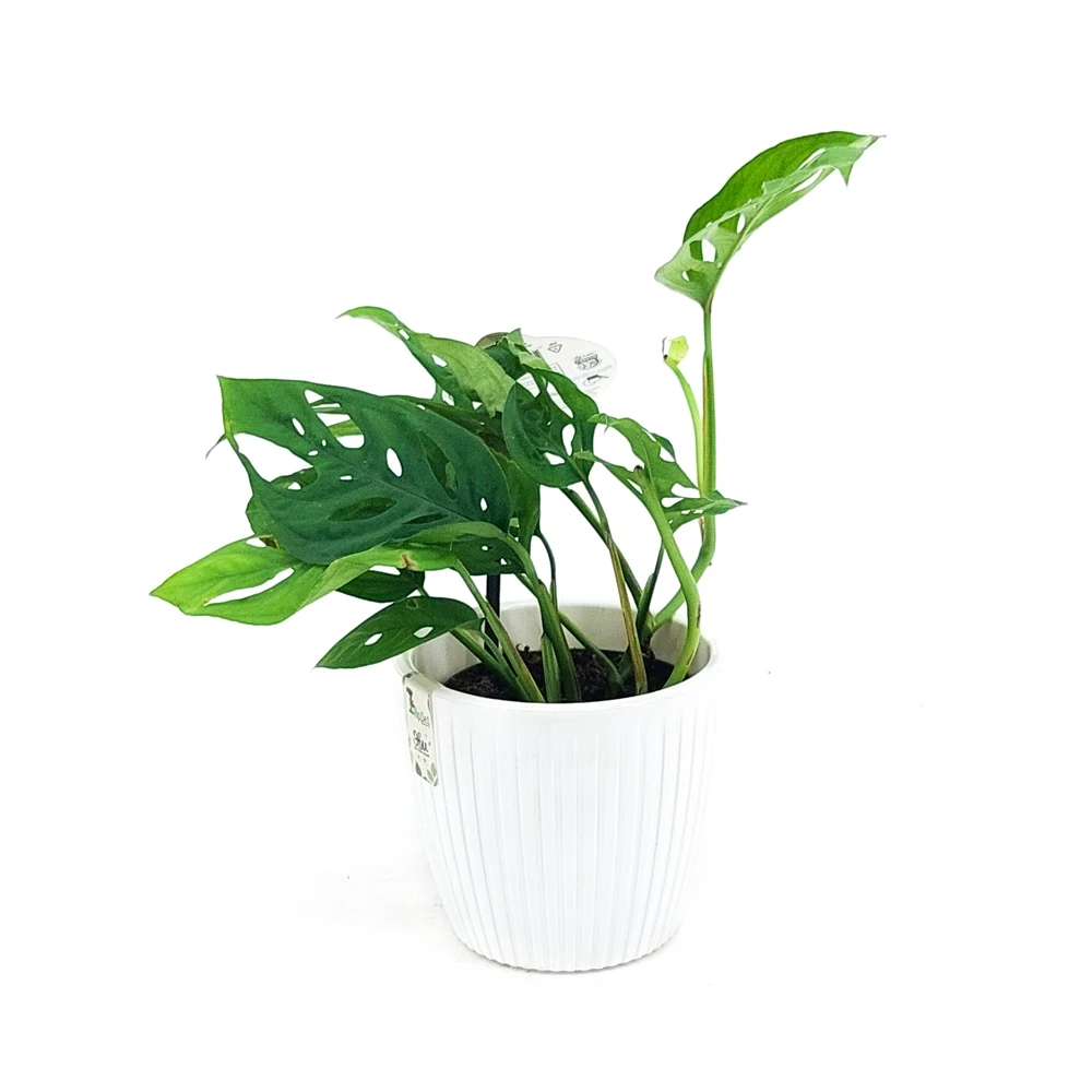 Монстера адансони в пластиковом кашпо с дренажной системой полива Эви VipSet 1 5л