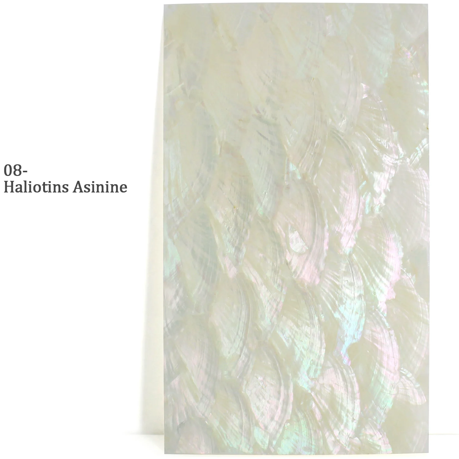 

Лист натурального морского ушка