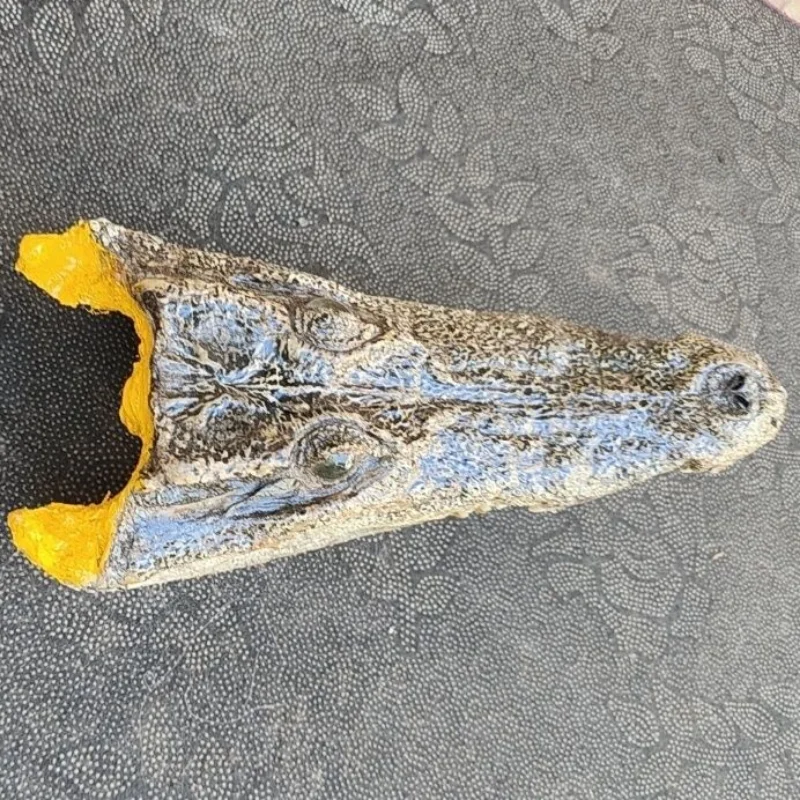 

Real Alligator Head Specimen Decoration Living Room Decoration Sculpture Modern Art Taxidermy Desk Decoration Home Decor 20-30C