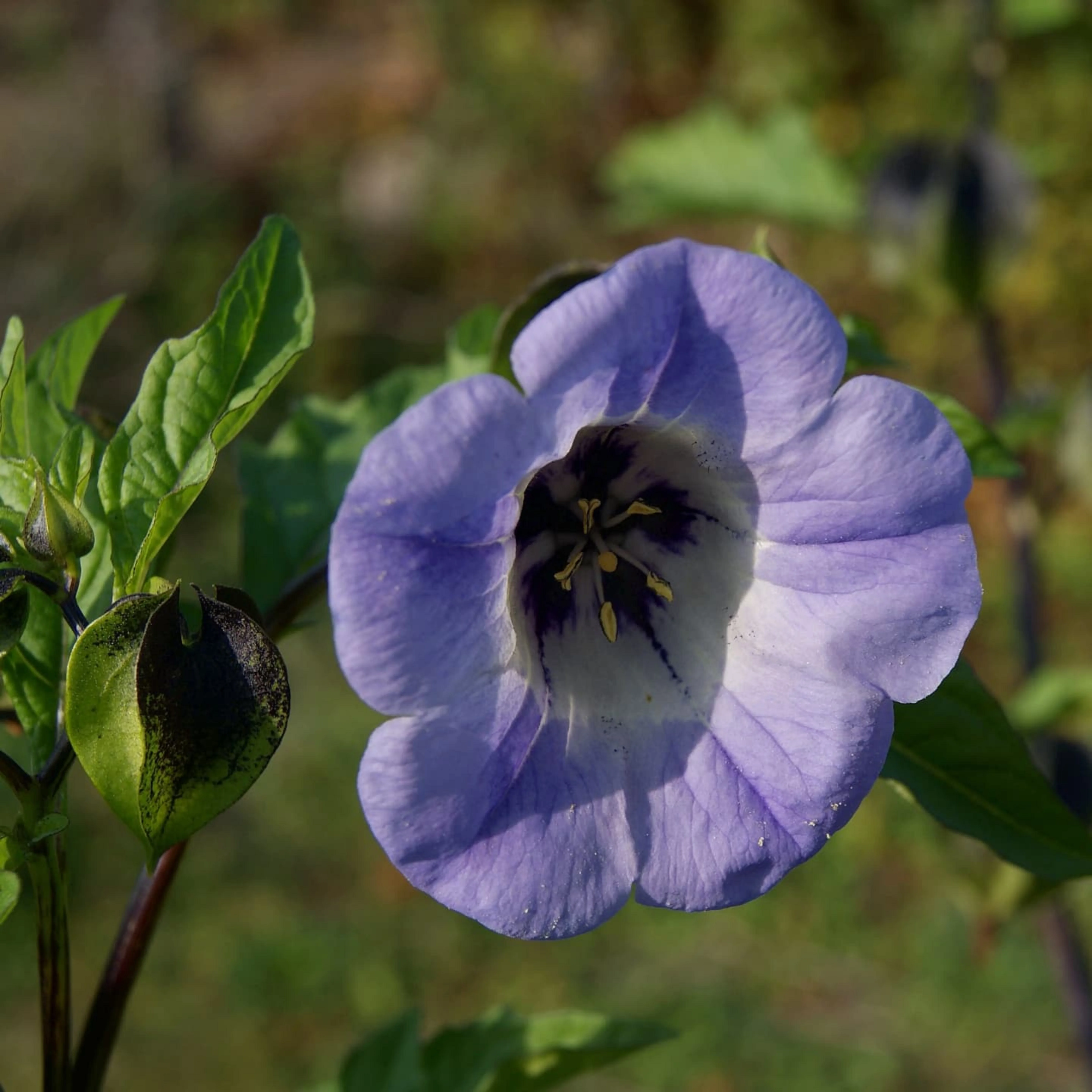 Никандра цветок посадка. Никандра голубая. Никандра рассада. Никандра куст. Никандра перуанская.