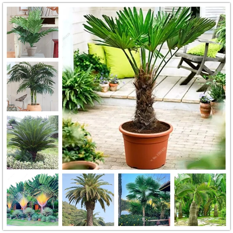 

Натуральные ароматные ладони, цветок хамеропс Excelsa, 10 шт./партия